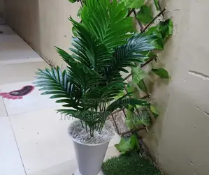 Evergreen Beauty Plant