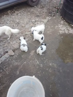 1-3 months Male Purebred Japanese Spitz