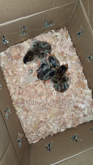 Guinea Fowl Chicks