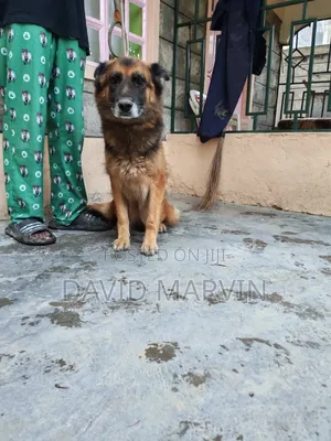1+ year Female Purebred German Shepherd