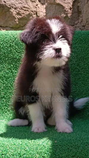 1-3 months Female Purebred Havanese
