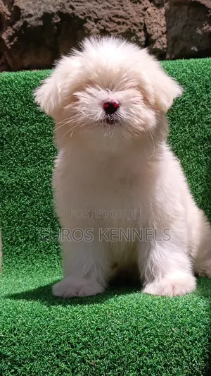 1-3 months Female Purebred Havanese