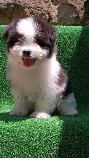 1-3 months Male Purebred Havanese