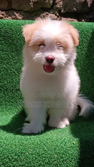 1-3 months Female Purebred Havanese