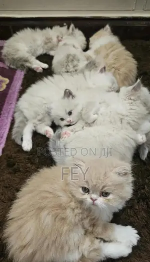 0-1 month Female Purebred Persian