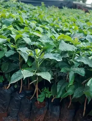 Grafted Ruiru Coffee Seedlings