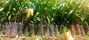 Tree Nursery