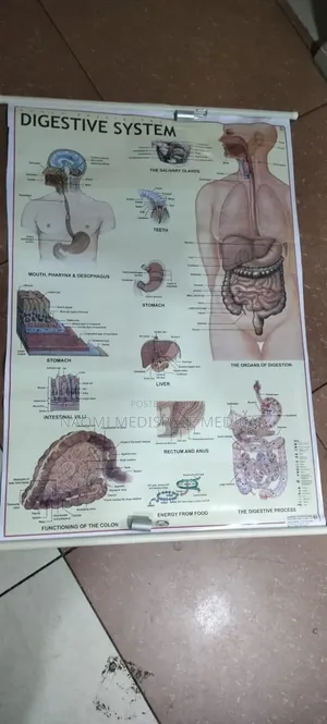 Digestive System Training Chart