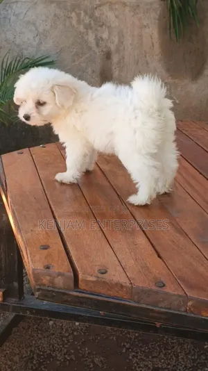 1-3 months Male Purebred Havanese
