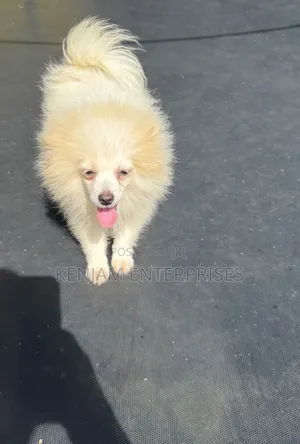 3-6 months Male Purebred Pomeranian