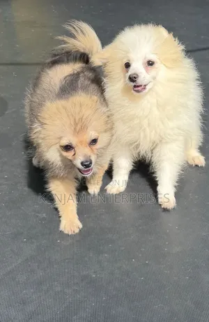 1-3 months Female Purebred Pomeranian
