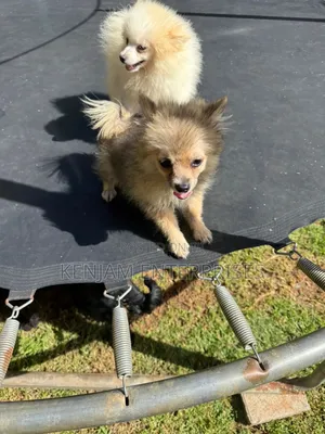 3-6 months Male Purebred Pomeranian