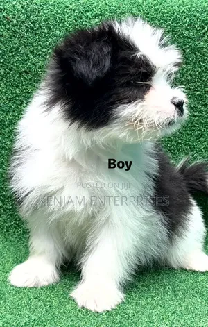 1-3 months Male Purebred Havanese
