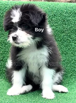 1-3 months Male Purebred Havanese