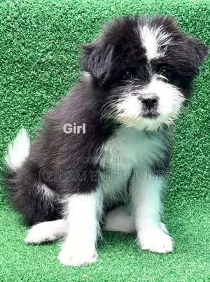 1-3 months Female Purebred Havanese