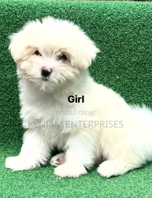 1-3 months Female Purebred Havanese