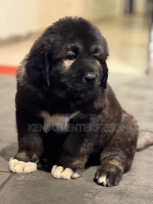 1-3 months Male Purebred Caucasian Shepherd