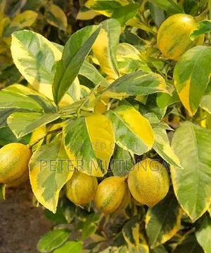 Variegated Lemon
