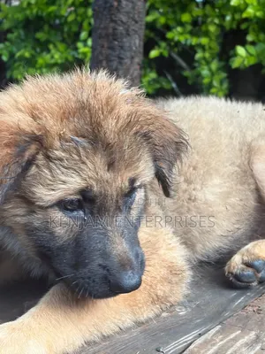 1-3 months Male Purebred Caucasian Shepherd