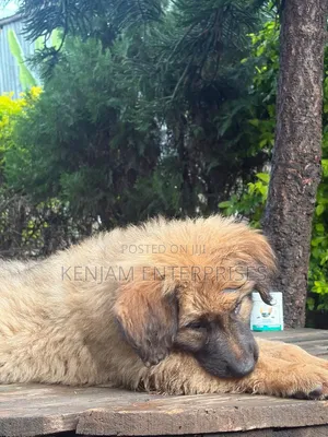 1-3 months Female Purebred Caucasian Shepherd
