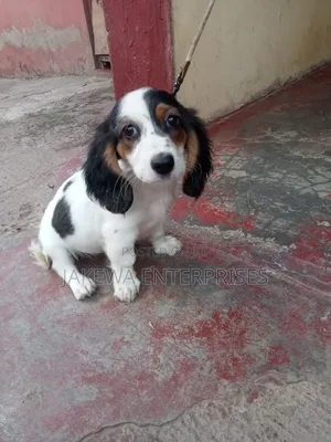 1-3 months Female Purebred Dachshund