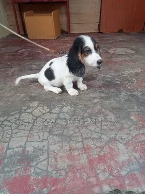 1-3 months Female Purebred Dachshund