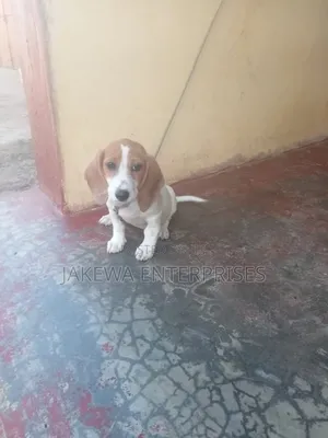 1-3 months Female Purebred Dachshund