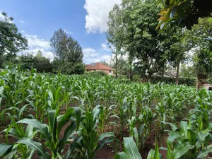 Prime Quarter Acre Corner Plot for Sale in Kerarapon Drive. Red Soil