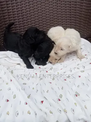 1-3 months Male Purebred Labrador Retriever