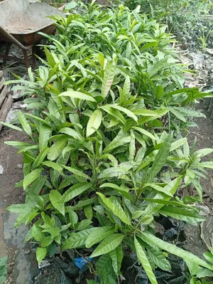 Egg Fruit Seedlings
