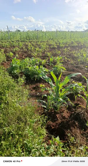 100 by 100 at Matingi