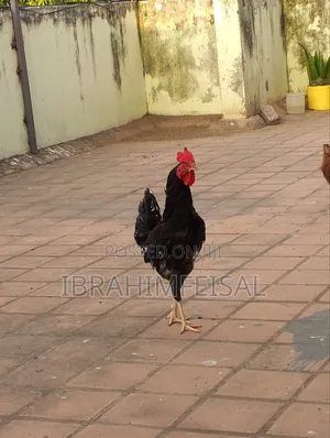 Keinyeji Jogoo
