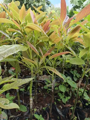 Hass Seedlings on Sale
