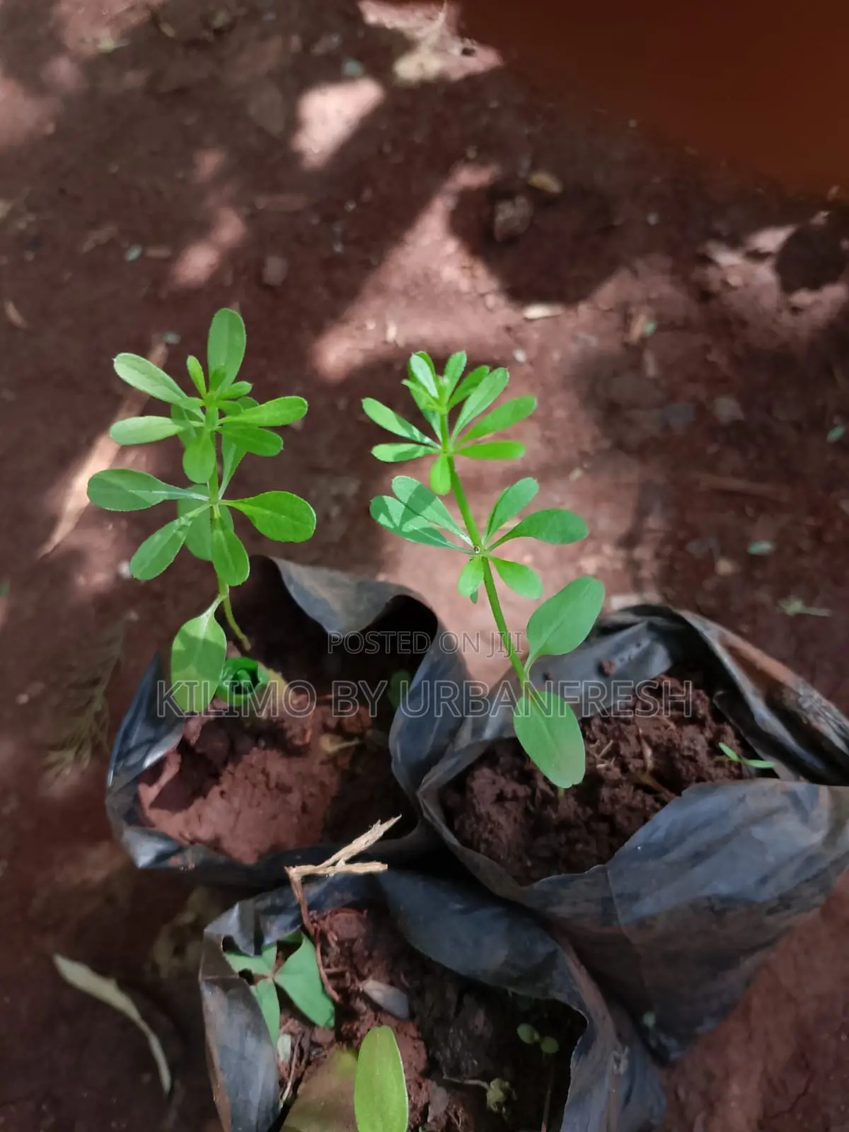 Timitimi Seedlings ( Mexican / Wild Marigold)
