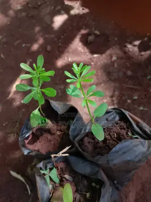 Timitimi Seedlings ( Mexican / Wild Marigold)