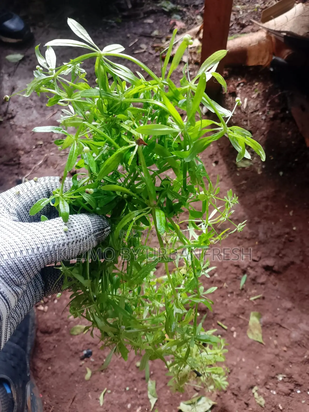 Timitimi Seedlings ( Mexican / Wild Marigold)
