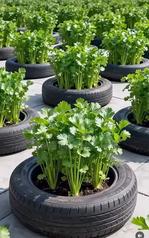 Urban Gardening