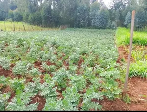 Kigumo Prime Land