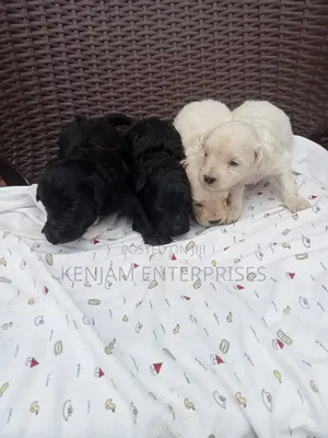 1-3 months Male Purebred Labrador Retriever