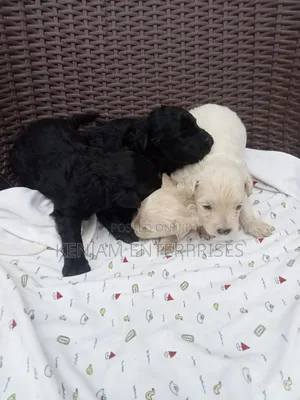 1-3 months Male Purebred Labrador Retriever