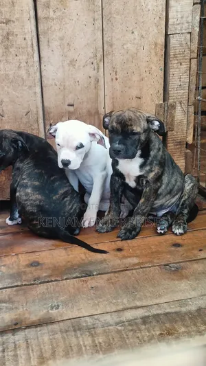 1-3 months Male Purebred American Pit Bull Terrier