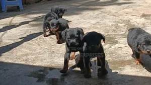 1-3 months Male Purebred Rottweiler