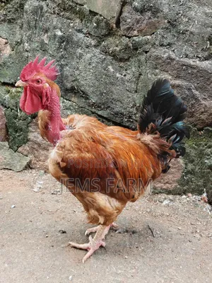 Improved Kienyeji Jogoos for Breeding or Slaughtering
