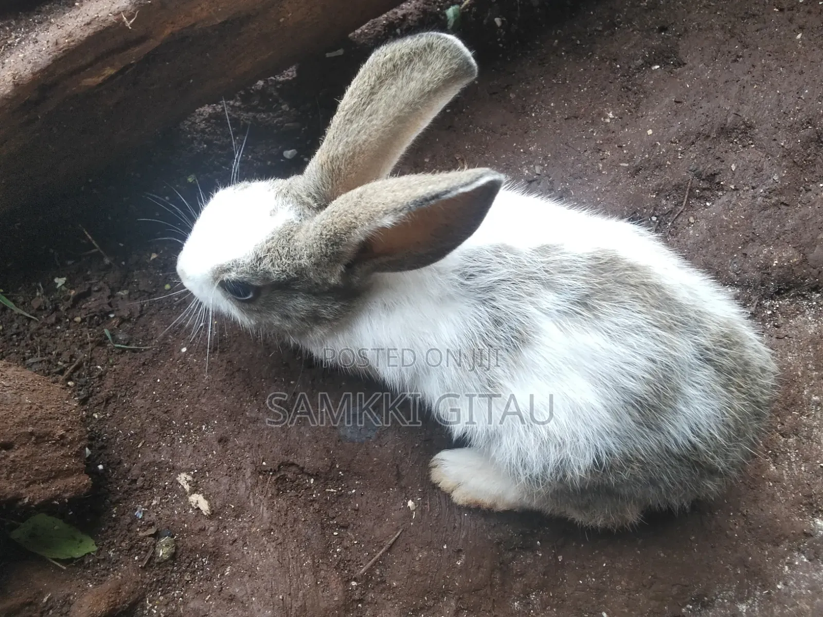 Rabbit Farming