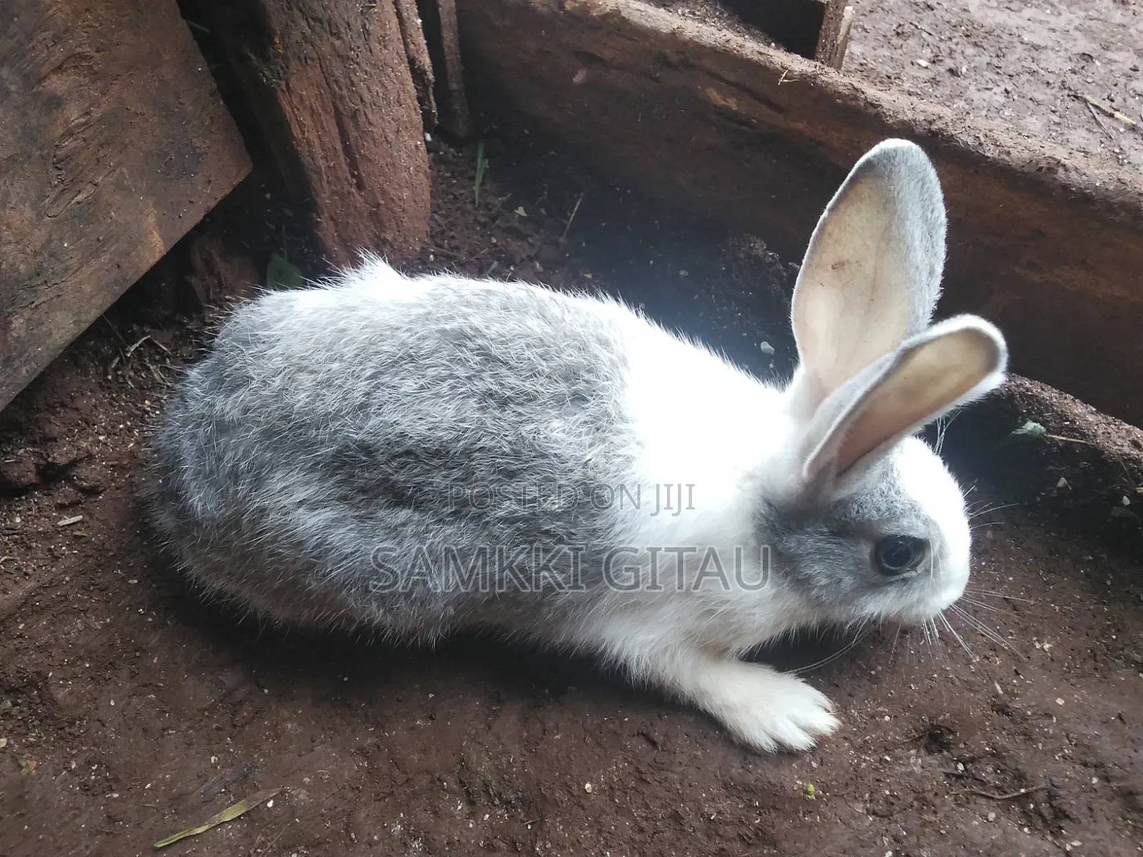 Rabbit Farming