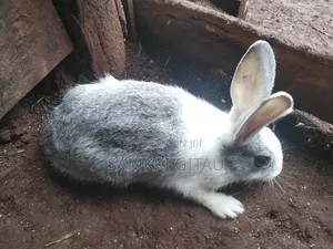 Rabbit Farming