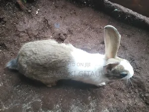 Rabbit Farming