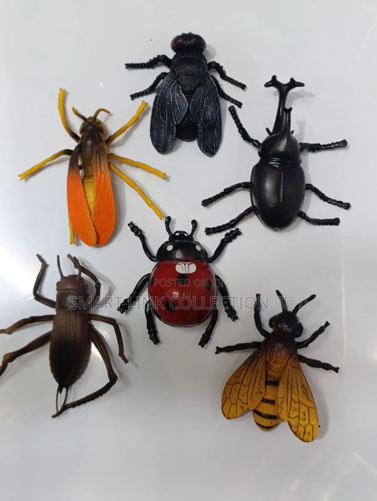 Animal Insects