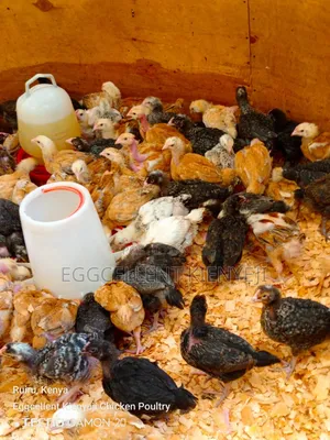 Payment on Delivery 4 Weeks Vaccinated Improved Kienyeji Chicks