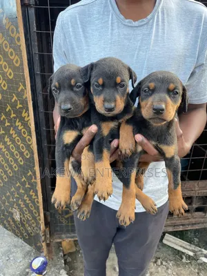 1-3 months Female Purebred Doberman Pinscher